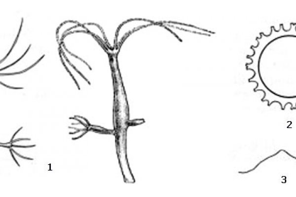Kra40.cc