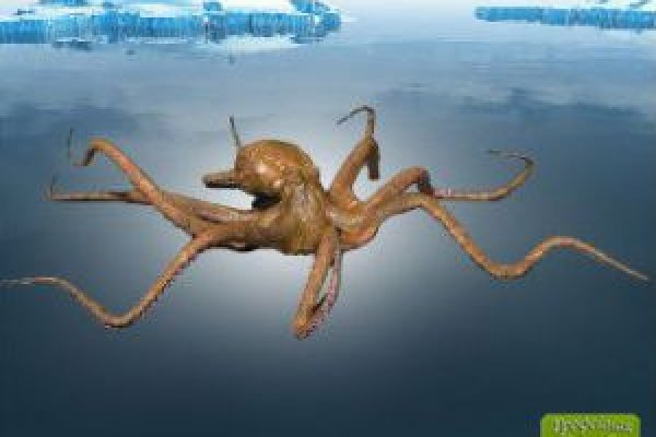 Кракен krakens13 at