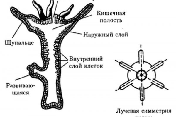 Кракен открылся